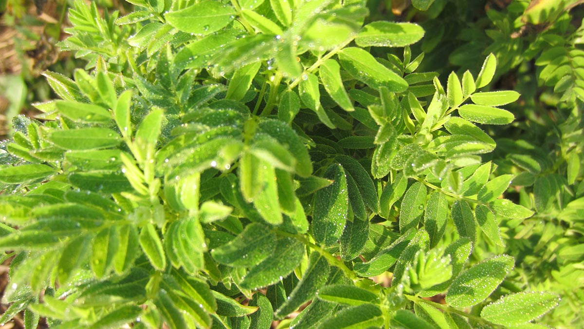 Astragalus-membranaceous-11.jpeg