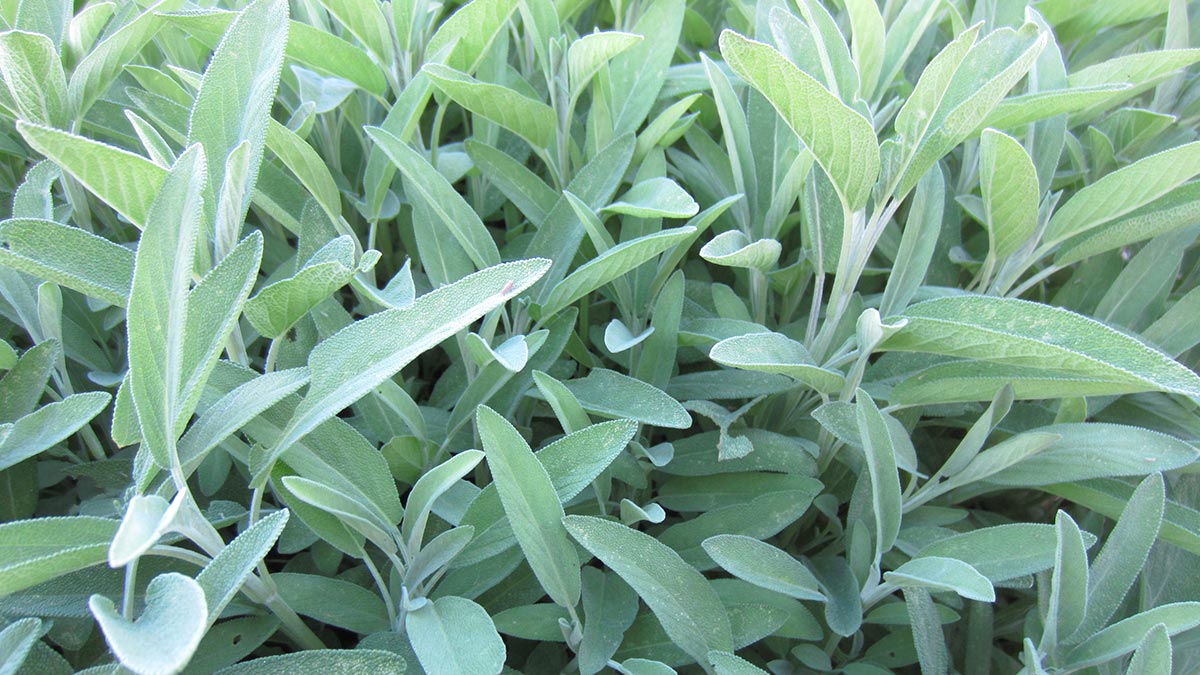 Salvia-officinalis-Sage-2.jpeg