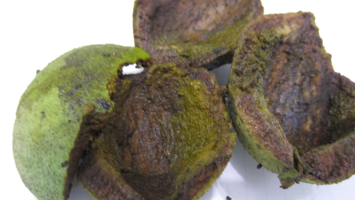 Juglans-nigra-green-black-walnut-hull-processing-15.jpeg