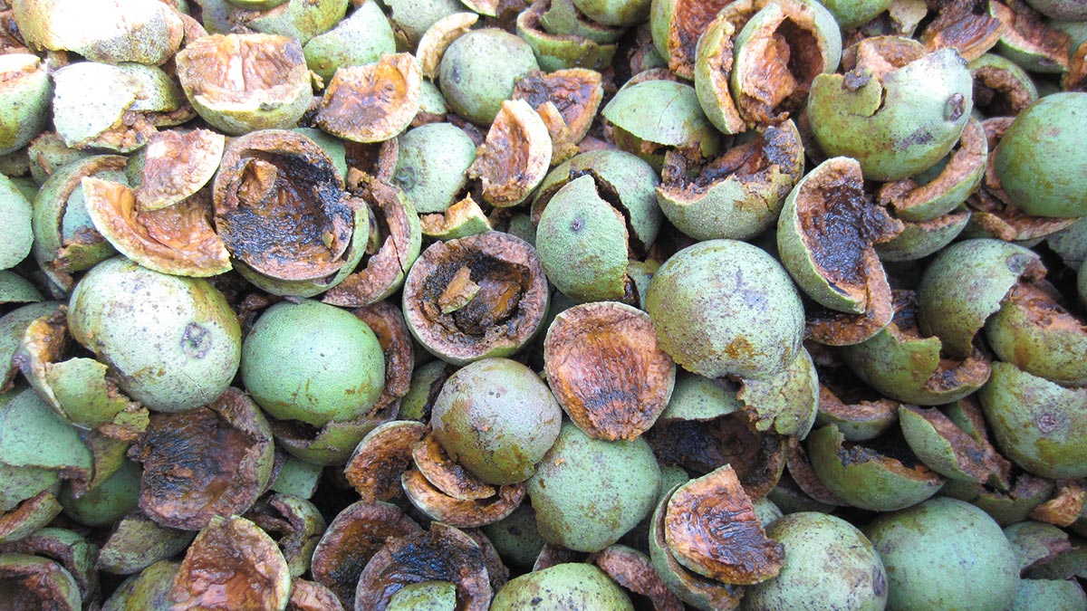 Juglans-nigra-green-black-walnut-hull-processing-4.jpeg