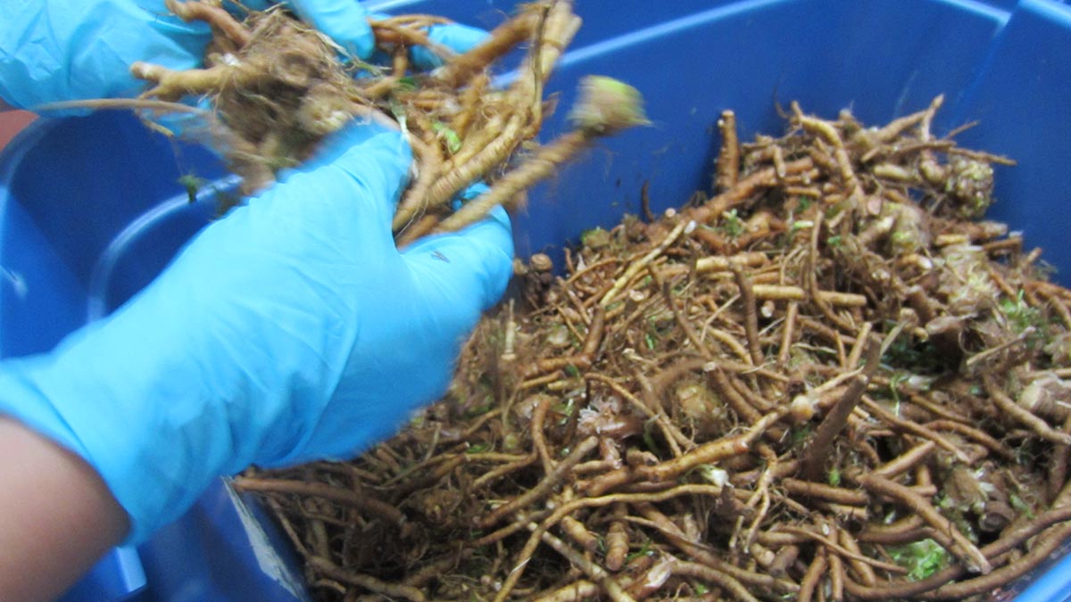 Taraxacum-officinale-Dandelion-root-harvest-washing-processing-NHH-8.jpeg