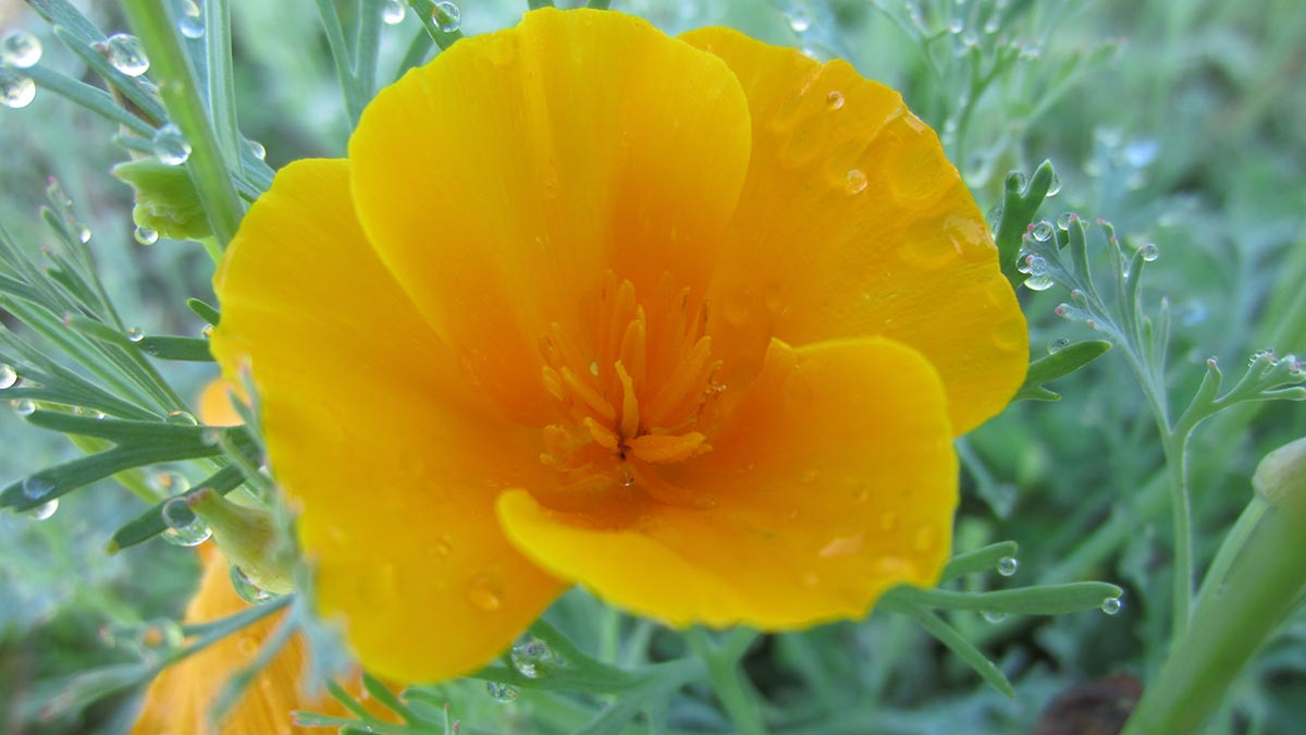 Eschscholtzia-californica-California-poppy-flower-12.jpeg