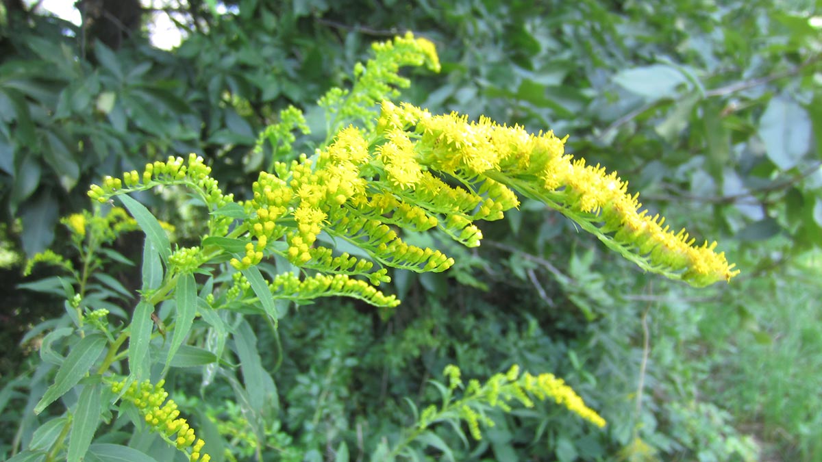 Solidago-gigantea-or-S-canadensis-Goldenrod-in-bloom-August-2.jpeg
