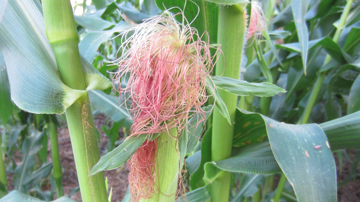 Zea-mays-Corn-1.jpeg